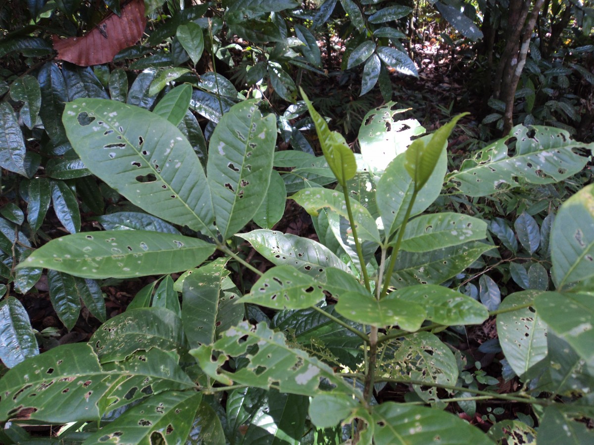 Melicope lunu-ankenda (Gaertn.) T.G.Hartley